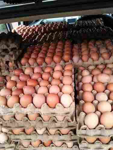 Fresh Brown Chicken Table Eggs In Trays and Carton
