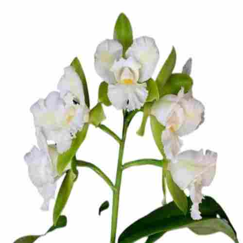 Organically Produced Cattleychea Siam Jade Variety White Cattleya Seedling Size Orchid Plant