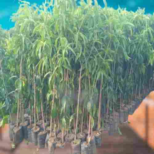Naturally Easy To Grow Medium Size Organic Kesar Mango Fruit Outdoor Plant