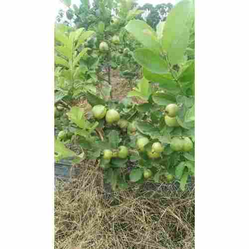 Naturally Produced Small Size Sweet Unique Taste Productive Thai Guava Plant