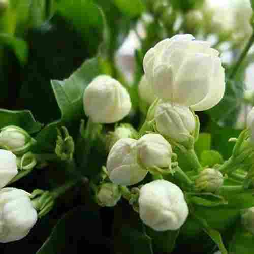 White And Naturally Fresh Attractive Fragrance Full Garden Cum Outdoor Jasmine Flower Plant