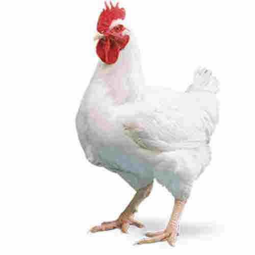 Boiler Chicken For Poultry Farm