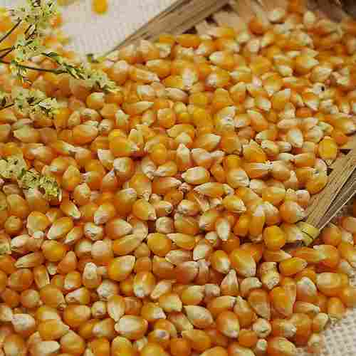 Malaysian High Nutritious Dry Yellow Corn