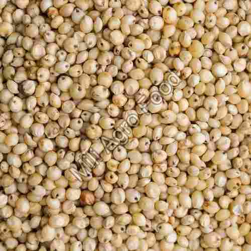 Premium Quality Sorghum Seeds (Dried, Natural, Organic)
