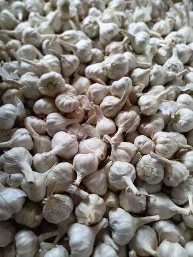 Wholesale Price Farm Fresh Garlic Moisture (%): 10