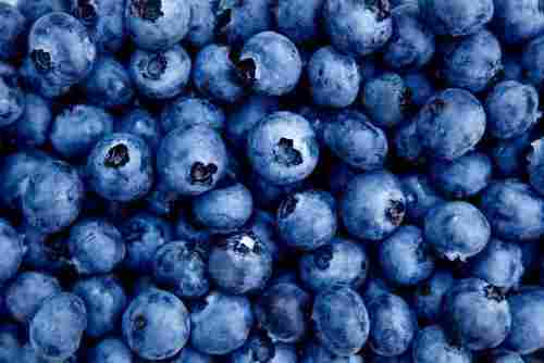 Blue Berry For Maintaining Healthy Bones