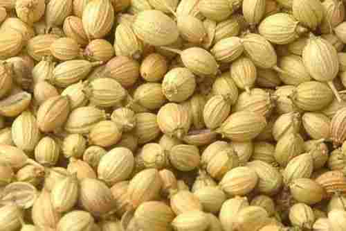 Coriander Seeds For Fighting Wrinkles