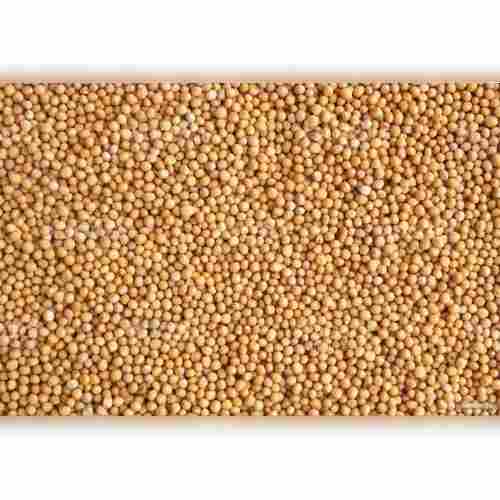 Premium Quality Sorted Naturally Pure Indian Organic Yellow Mustard Seed