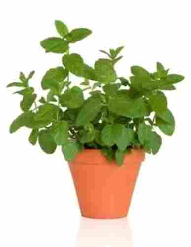 Outdoor Green Peppermint Perennial Herbal Plant
