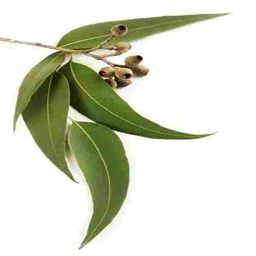 Eucalyptus Hydrosol