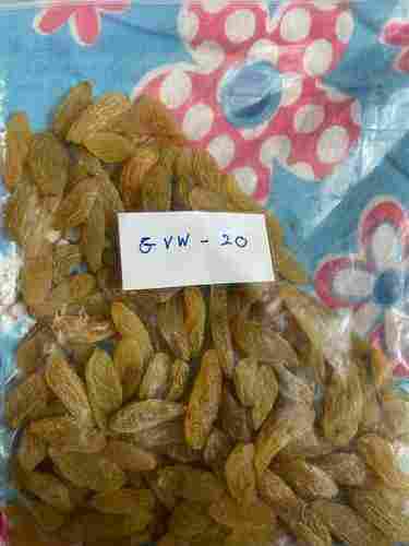 3.1 G/100gms Protein Golden Raisins Gvw-20