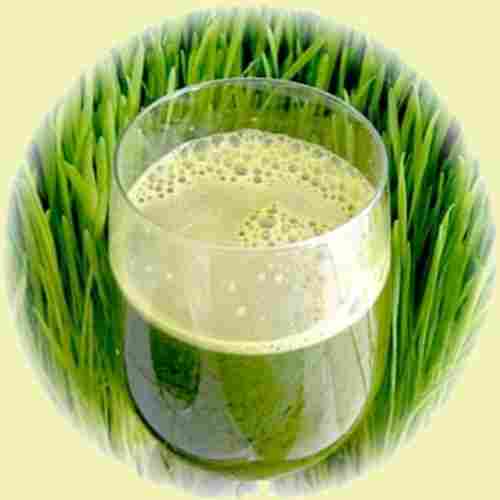 Chlorophyll Rich Green Wheatgrass Herbal Juice