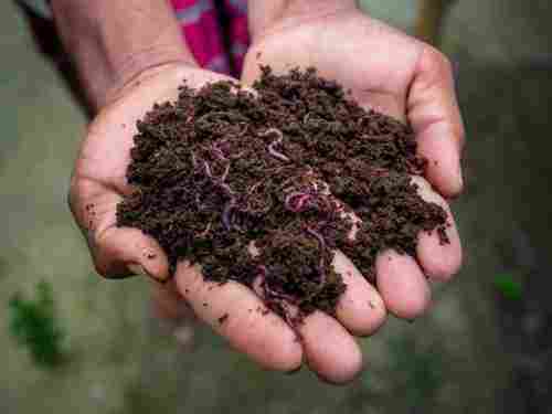 Natural Vermi Compost Powder