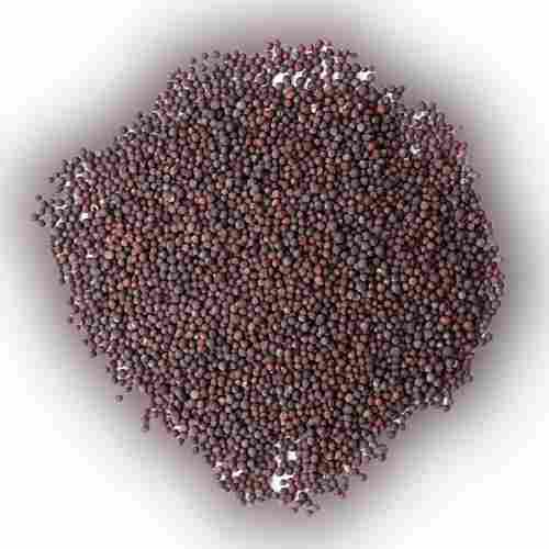 Loaded With Antioxidant A Grade Black And Brown Mustard Seed Indian Clean Packed With Special Mineral Selenium