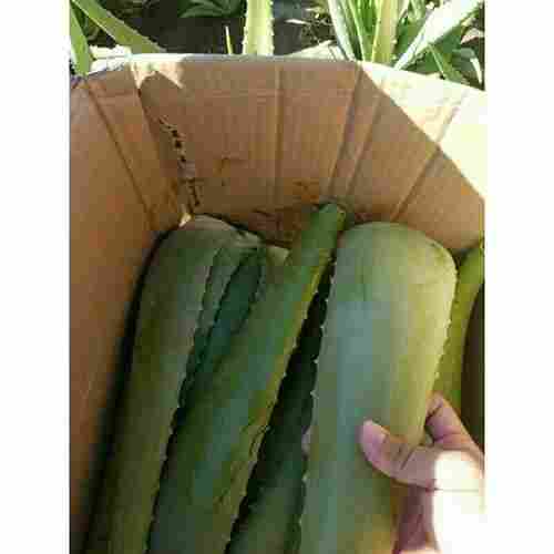 Vietnam Kotinochi Brand 100% Natural Fresh Aloe Vera Leaves