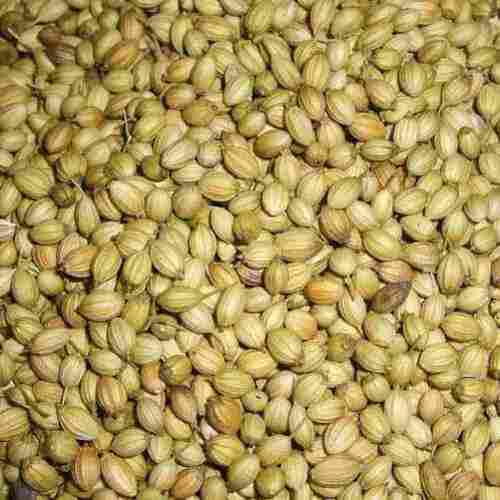 Organic Healthy and Natural Taste Dried Green Coriander Seeds