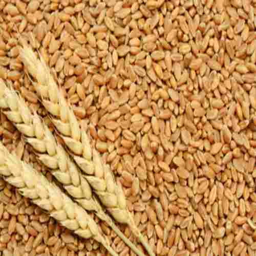 Total Carbohydrate 23% Iron 19% Natural Healthy Organic Golden Wheat Seeds