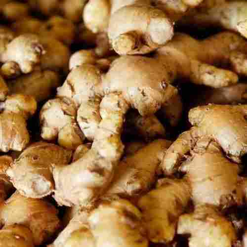 With Having Powerful Medicinal Properties A Grade Quality Field Fresh Indian Organic Ginger