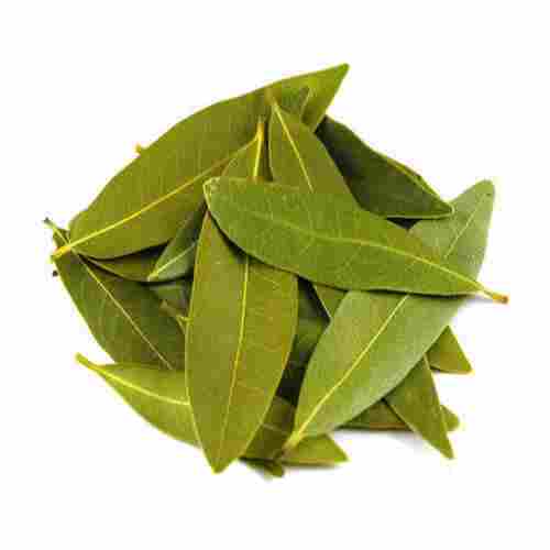 Big Size Clean And Pure Organic A Grade Greenish Naturally Sorted Super Quality Fresh Bay Leaf
