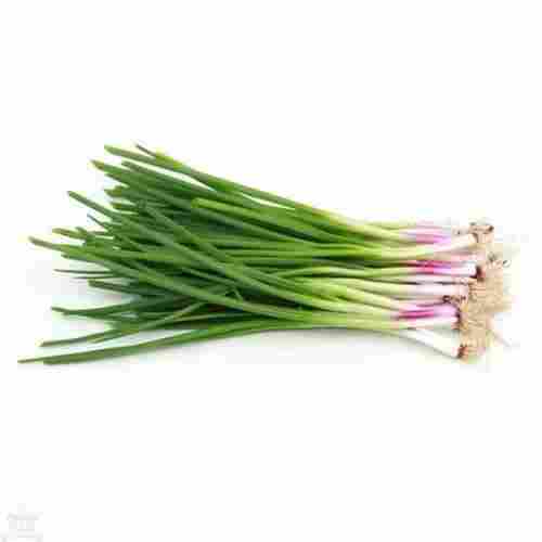 Healthy Natural Taste Nutritious Fresh Spring Onion Packed in PP Bag