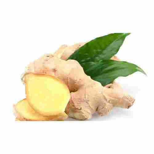 Moisture 99% Oil Content 1-2% Natural Good Taste and Healthy Organic Brown Fresh Ginger