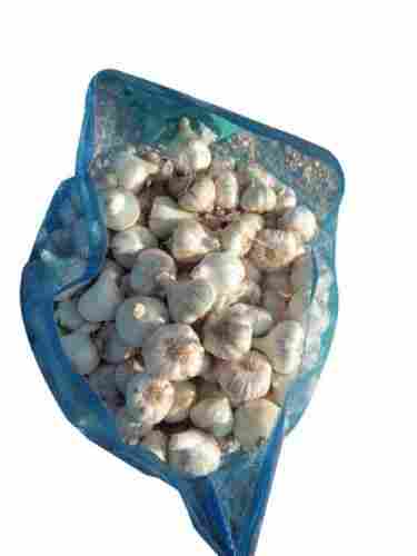 White Color Desi Garlic