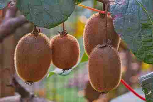 Organic and Greenhouse Kiwi Fruit