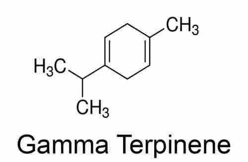 Gamma Terpinene