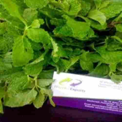 Good Fragrance Natural Taste Healthy Fresh Green Mint Leaves