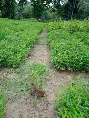 NATURAL GREEN COLOR BAMBOO PLANT