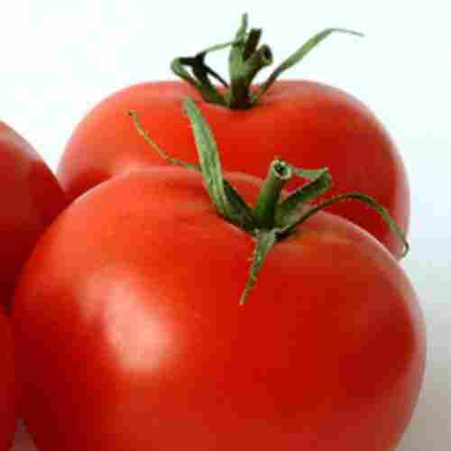 Natural Mild Flavor Healthy Red Fresh Cherry Tomato