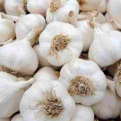Off White Organic Garlic 