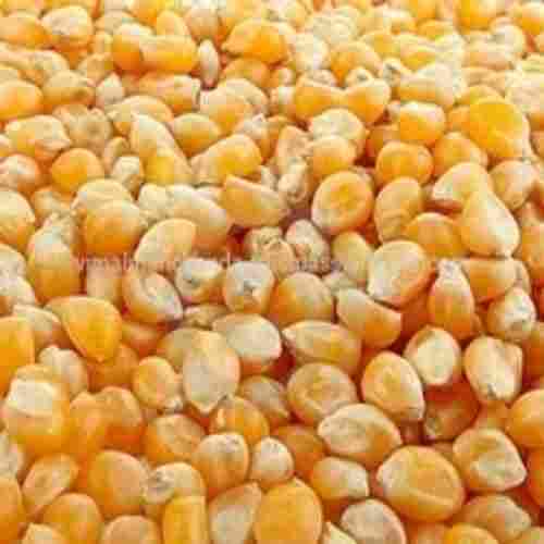 Protein 8% Damaged Grains 1.5% Healthy Natural Dried Yellow Maize Seeds