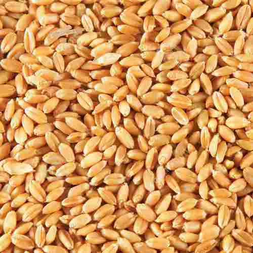 Gluten Free Healthy Natural Taste Organic Brown Wheat Seeds