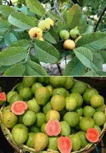 Natural Lalit Guava Plants