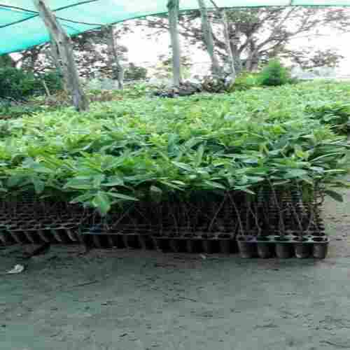 Filled With Natural Medicinal Properties Long And Hybrid Variety Garden Eucalyptus Plant