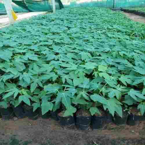 Multipurpose And With Natural Medicinal Property Taiwan Red Lady Variety Little Papaya Plants