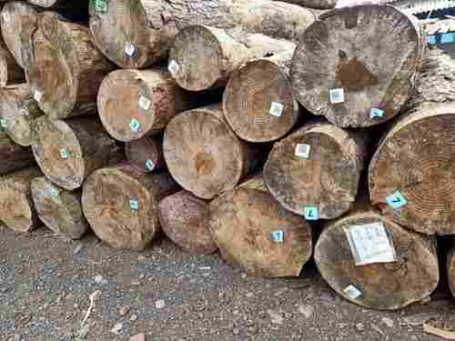 Premium Grade Pine Wood Logs