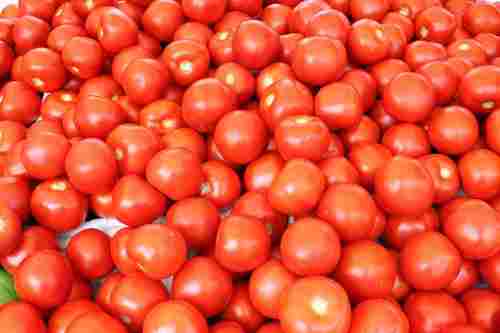 Natural Fresh Red Tomato