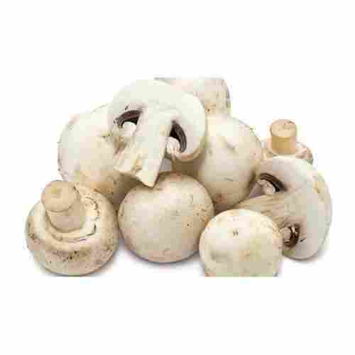 Hygienically Packed Healthy Natural Taste White Fresh Mushroom