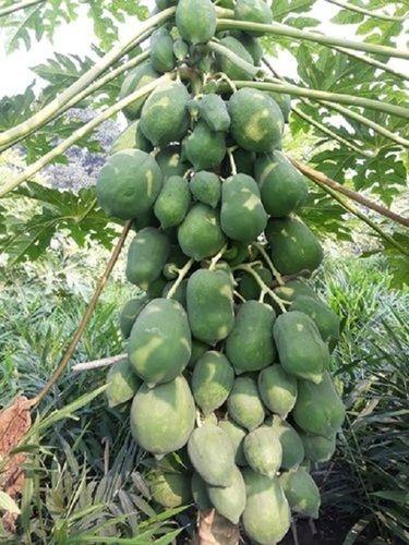 Green Papaya, 100% Pure And Natural, Premium Quality, Good For Health Origin: India