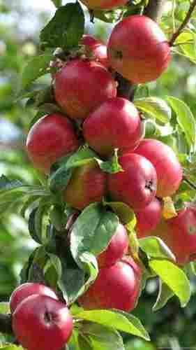 Harman 99 Apple Plants, Finely Cultivated, Free From Plant Diseases, Eco Friendly