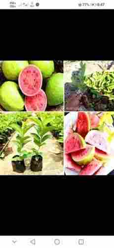 Tiwan Pink Guava Sweet Fruits, 100% Fresh, Round Shape, Best Quality, Green Color