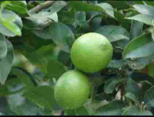 Wide Array Of Seedless Lemon Tissue Culture Plants Services, Optimum Quality