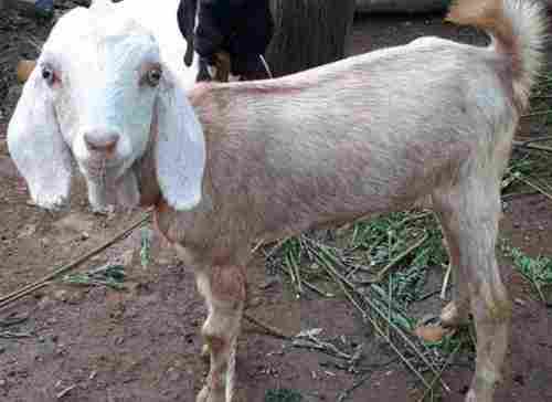 Farming Use Live Goat