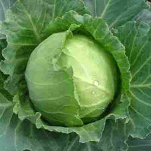 Good in Taste Natural Healthy Organic Green Fresh Cabbage