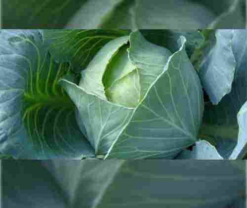 Food Grade Cabbage Seeds