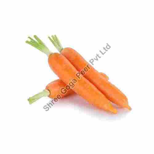 Natural Fresh Carrot for Food