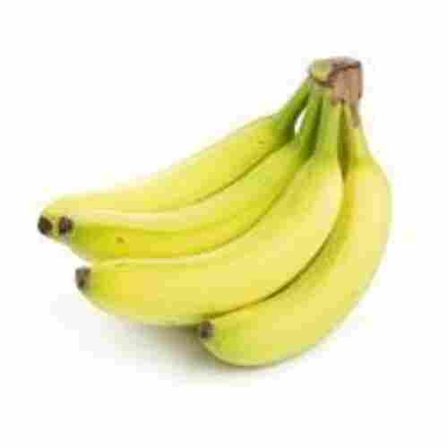 Absolutely Delicious Natural Taste Healthy Nutritious Yellow Fresh Banana