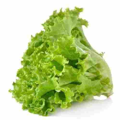 Natural Fresh Green Lettuce for Cooking